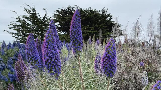 Spring time on coast of Big Sur, California. Pride of Madeira flowers in full bloom