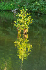Birch tree and grass on the small island above the forest lake.