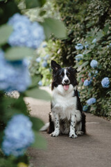 border collie dog with blue flowers
