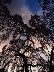 Naklejka premium 京都で咲いているきれいな桜の花