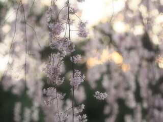 京都で咲いているきれいな桜の花