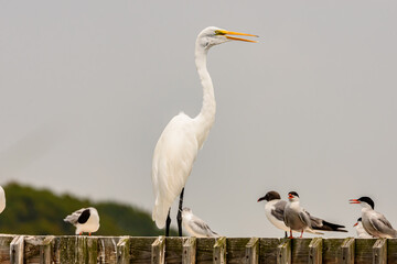 White Egret