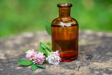 Trifolium medium, zigzag clover next to pharmacy utensils bottle for medicines, pantglas made of...