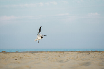 seagull landing on the beach