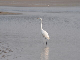 great white heron in coastal Maine