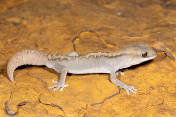 Eastern Stone Gecko on laterite stone