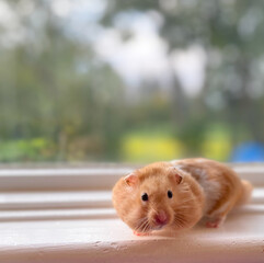 Cute Syrian Hamster Exploring a Windowsill