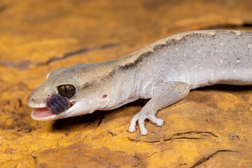 Eastern Stone Gecko licking and cleaning eye