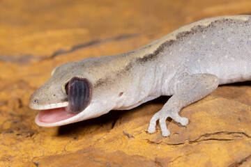 Eastern Stone Gecko licking and cleaning eye