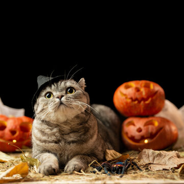 Halloween cat in witch costume. Halloween party costumes trick or treat sweets