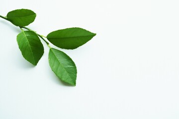 Fototapeta premium 緑の葉 背景