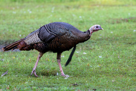 The wild turkey (Meleagris gallopavo) in the city park. The bird native to North America.