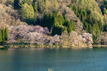 中綱湖　大山桜　満開