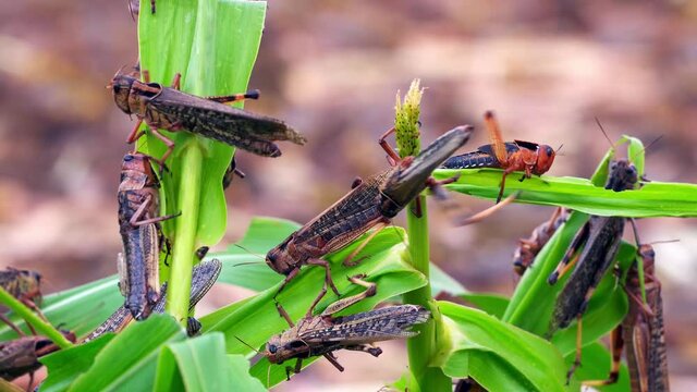 Crops eaten quickly by locusts, grains about to be out of production, with the threat of famine and starvation, close-up, locust plague in China