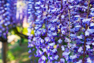 あしかがフラワーパーク 藤の花 満開