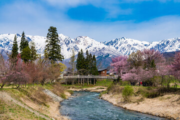 大出の吊橋　桜　満開