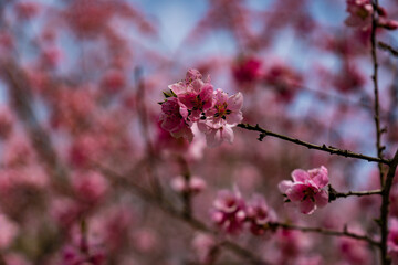 白馬　桜　満開