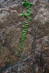 넝쿨, 식물, 담장, 배경, 바위