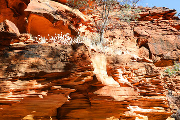 Beautiful Kings Canyon in the Northern Territory, Australia, featuring amazing dark red rock formations and australian forest