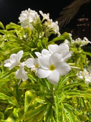 Hawaiian Plumeria Flower