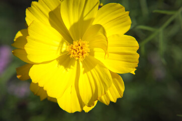 黄色いコスモスの花のクローズアップ
