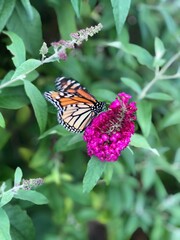 butterfly on flower