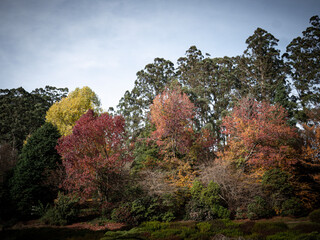 trees in the mountains