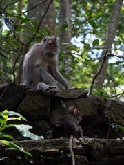 Naklejka na ściany i meble long macaque sitting on a tree