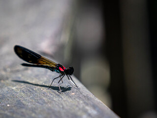dragonfly on a leaf