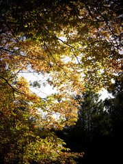 autumn in the forest