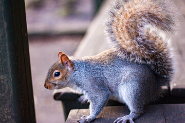 squirrel in the park