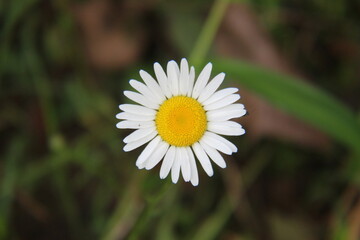 Obraz premium Simple Wild Flower