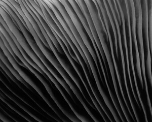 Obraz premium close up of mushroom