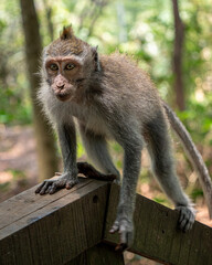 long macaque