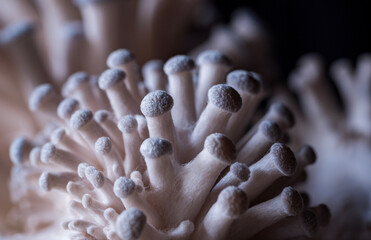 Blue Oyster Mushroom Macro Photography