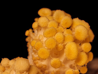 Golden Oyster Mushroom Growing portrait