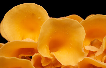 Golden Oyster Mushroom Growing Portrait