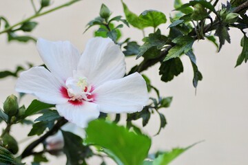白色のフヨウの花