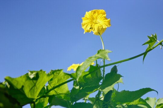 ヘチマの花 の画像 3 078 件の Stock 写真 ベクターおよびビデオ Adobe Stock