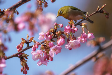 春が来た