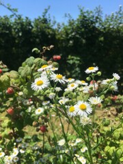 Chamomile Flowers