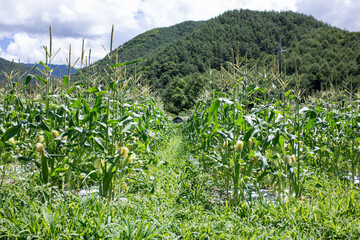 Obraz premium とうもろこし農園のとうもろこし