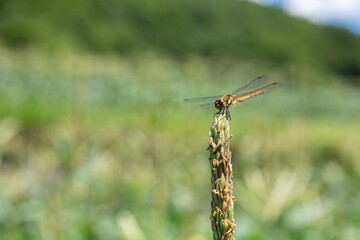 とうもろこしの茎にとまるトンボ
