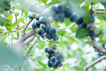 ブルーベリー農園でブルーベリー狩り