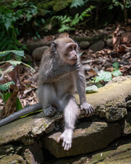 Japanese Indonesian macaque in the wild