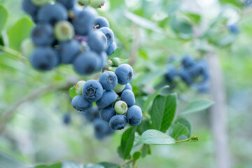 ブルーベリー農園でブルーベリー狩り