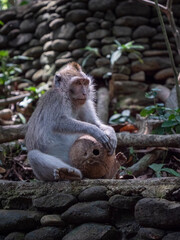 portrait of a lonely macaque with coconut friend.