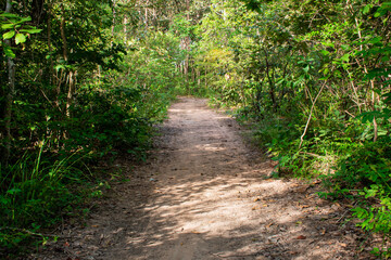 path in the forest
