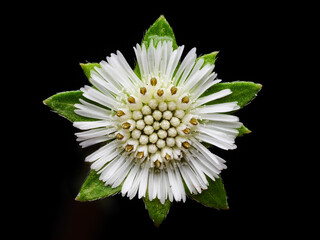  Selective focus photo, Flower of Eclipta Alba, Eclipta Prostrata or Bhringraj, also known as Fake...