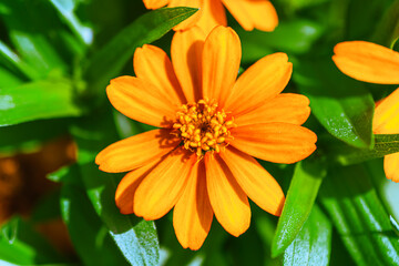 マクロ撮影したホソバヒャクニチソウ